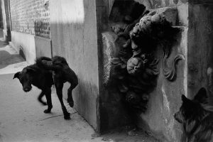architectural-review-dogs-cassandre-greenberg-1-300x200.jpg
